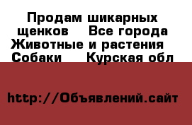 Продам шикарных щенков  - Все города Животные и растения » Собаки   . Курская обл.